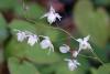 Epimedium Anju